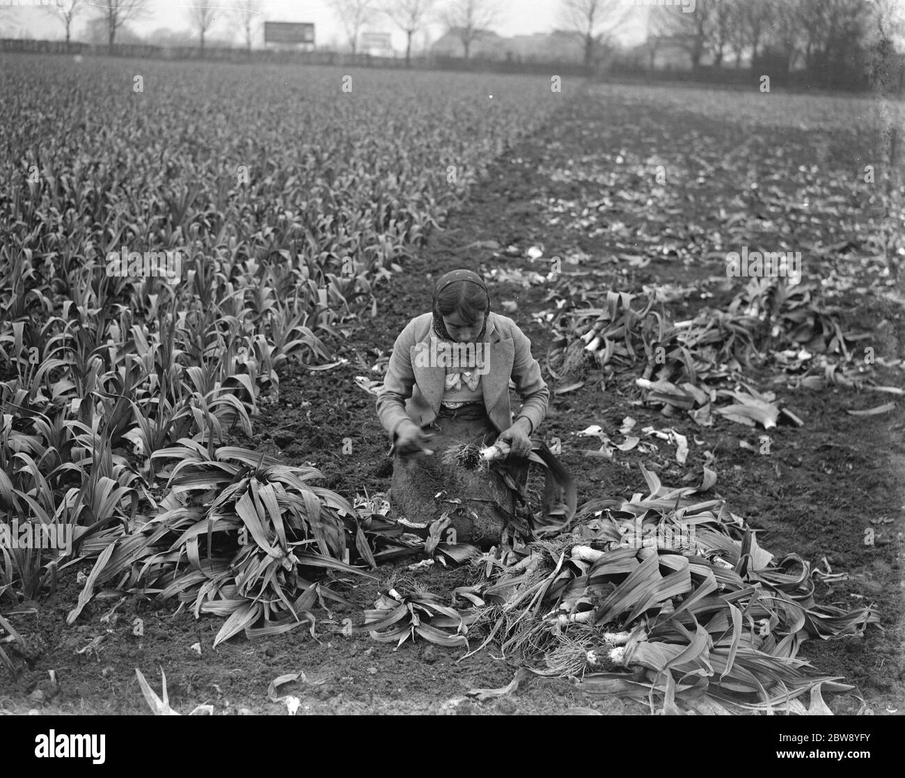 Cutting leeks down in Dartford marshes . 1939 Stock Photo