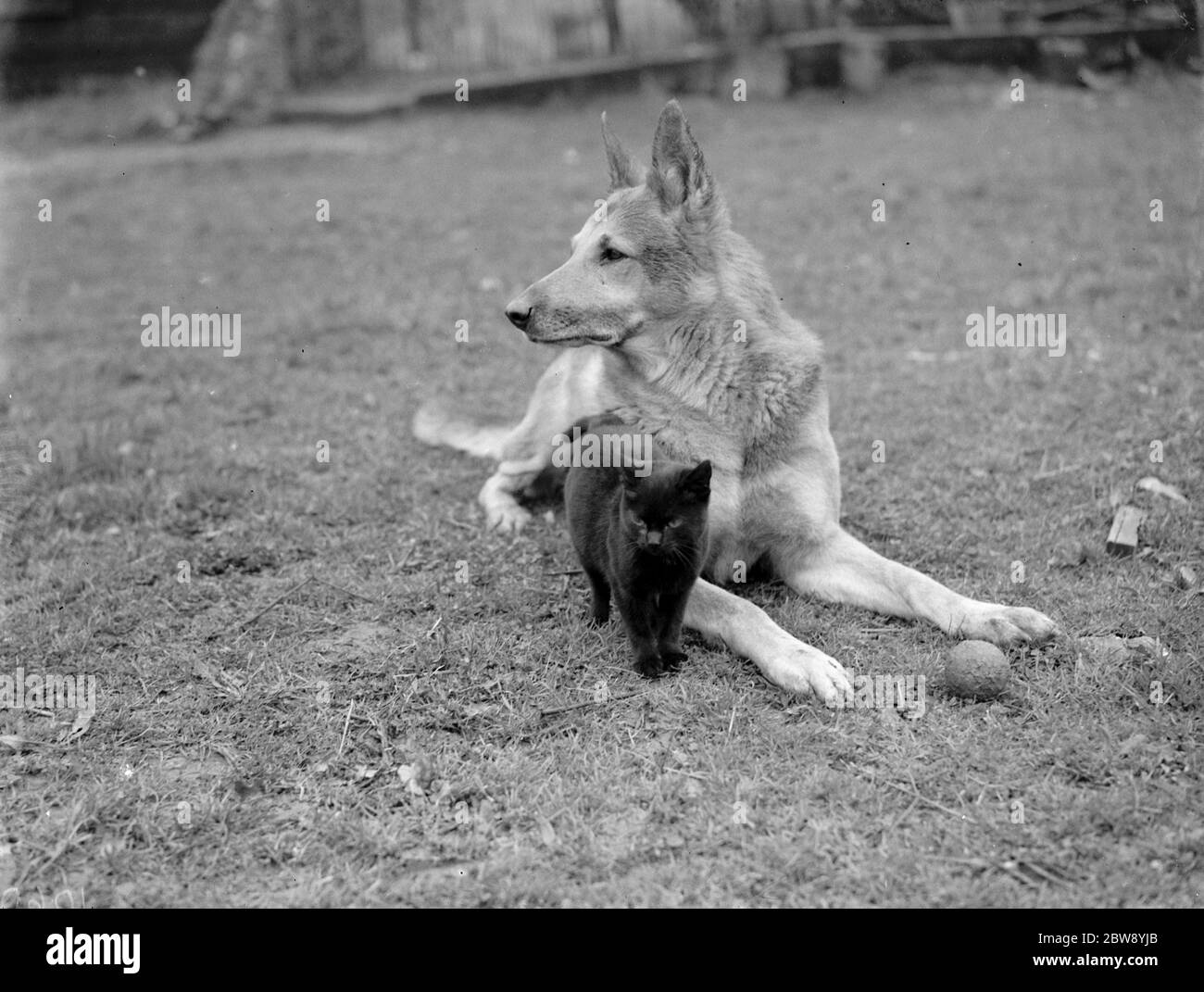 A small black cat cuddles up to an alsatian . 1939 Stock Photo