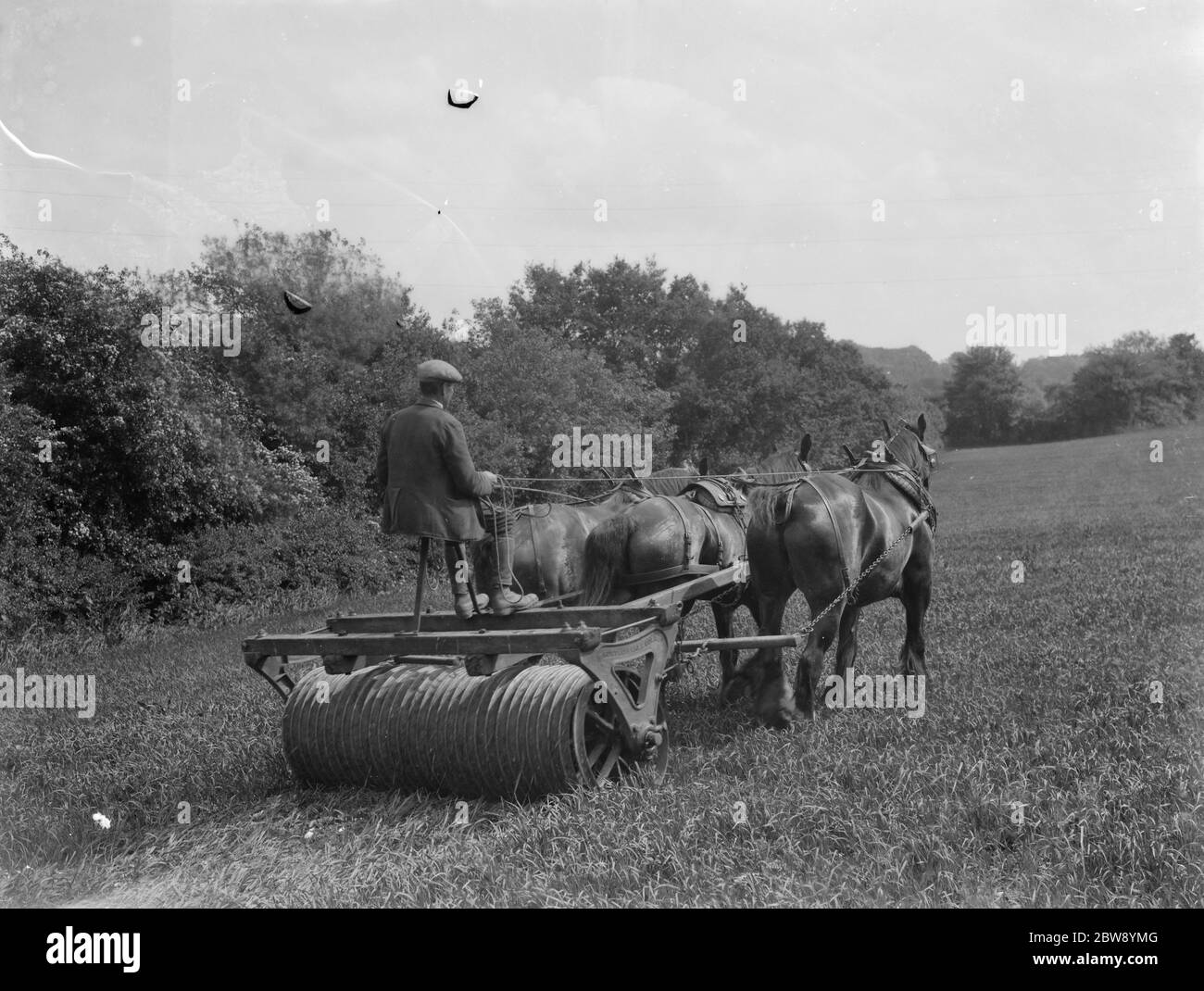 Rolling in oats , near Keston Church , Kent . 1937 Stock Photo