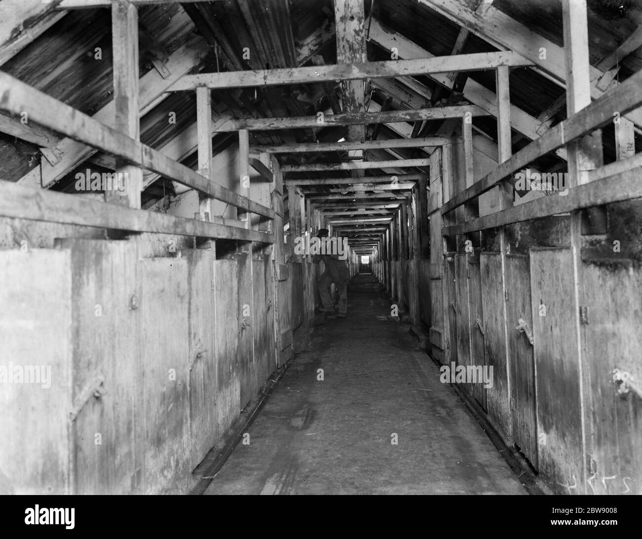 The long pig stye at Tripes farm , Orpington , Kent . 1936 Stock Photo