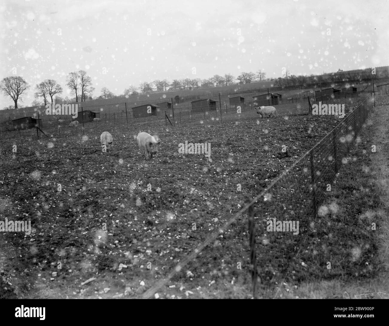 Pigs out in the field at Tripes pig farm , Orpington , Kent . 1936 Stock Photo