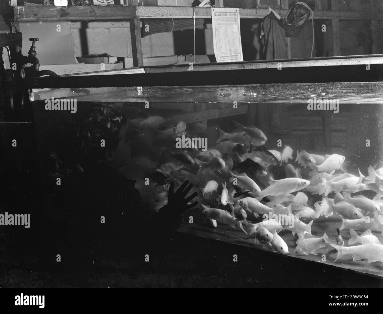 fish-tank-freshwater-aquarium-talk