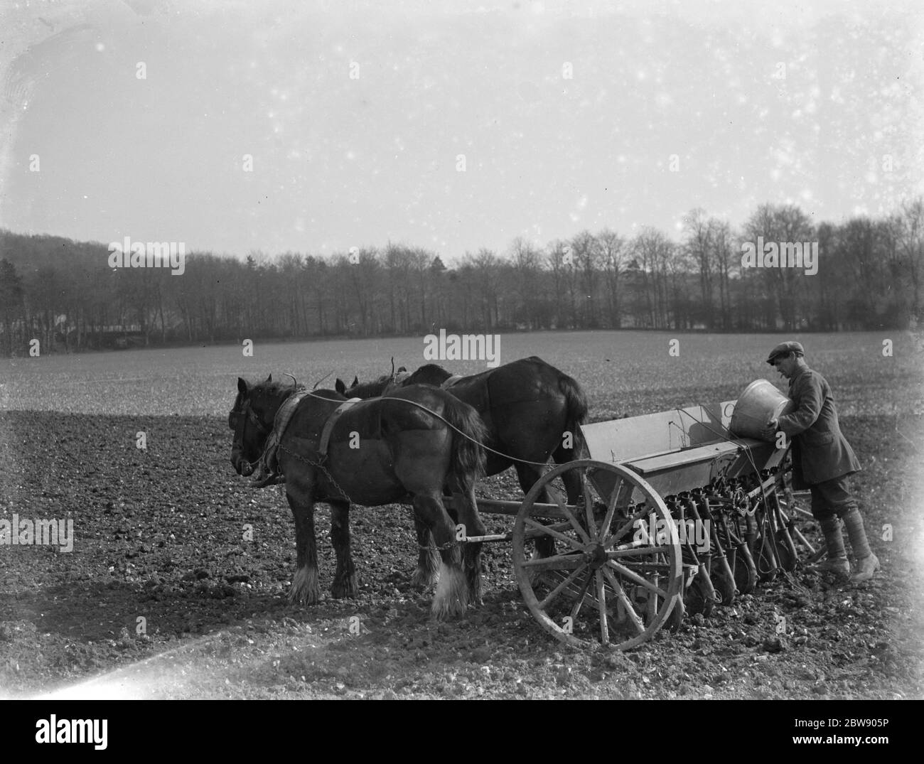 Farm worker sowing oats with a horse drawn seed drill in Shoreham , Kent . 1937 Stock Photo