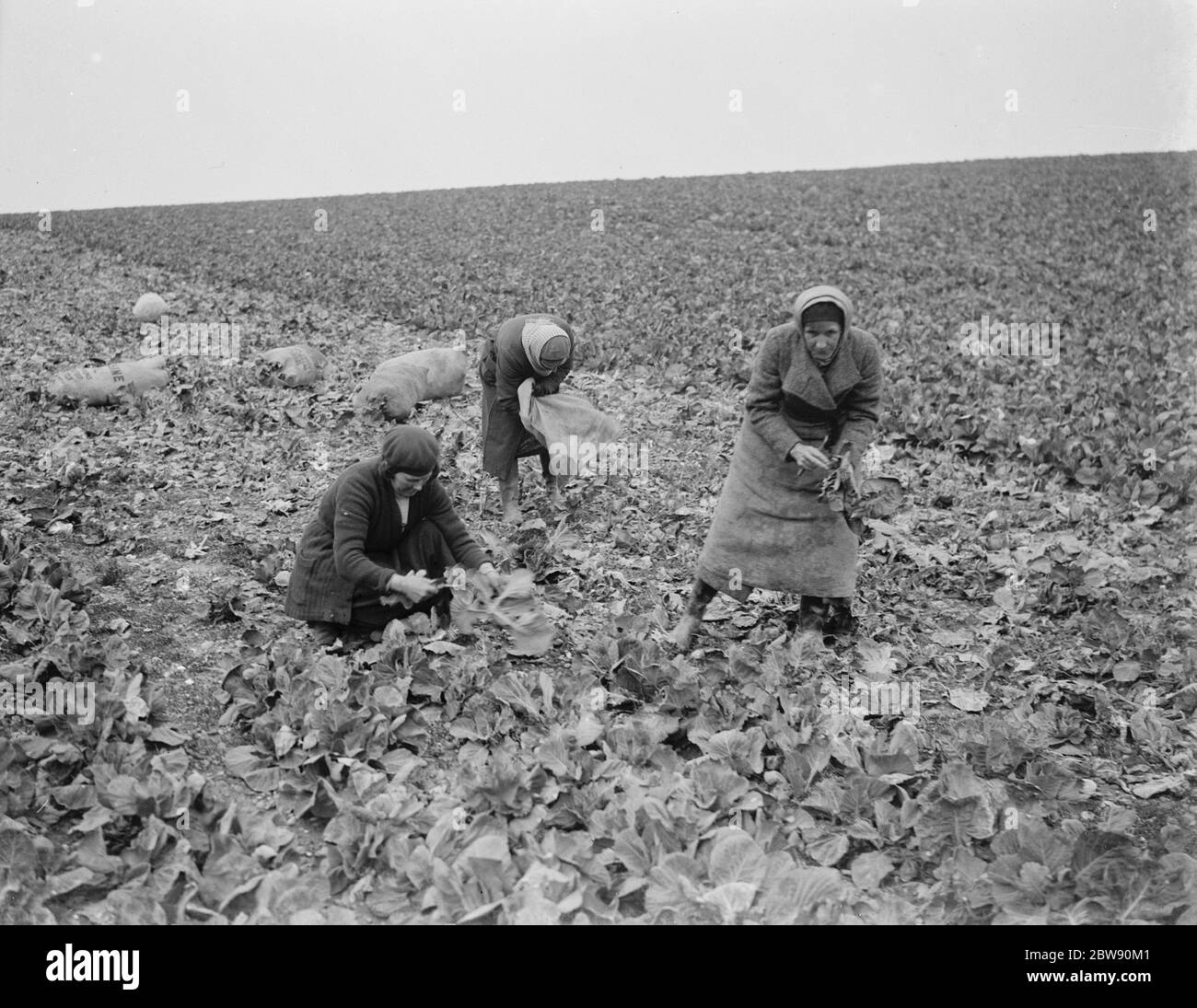 Women cutting spring cabbages in Birchwood , Kent . 1939 Stock Photo
