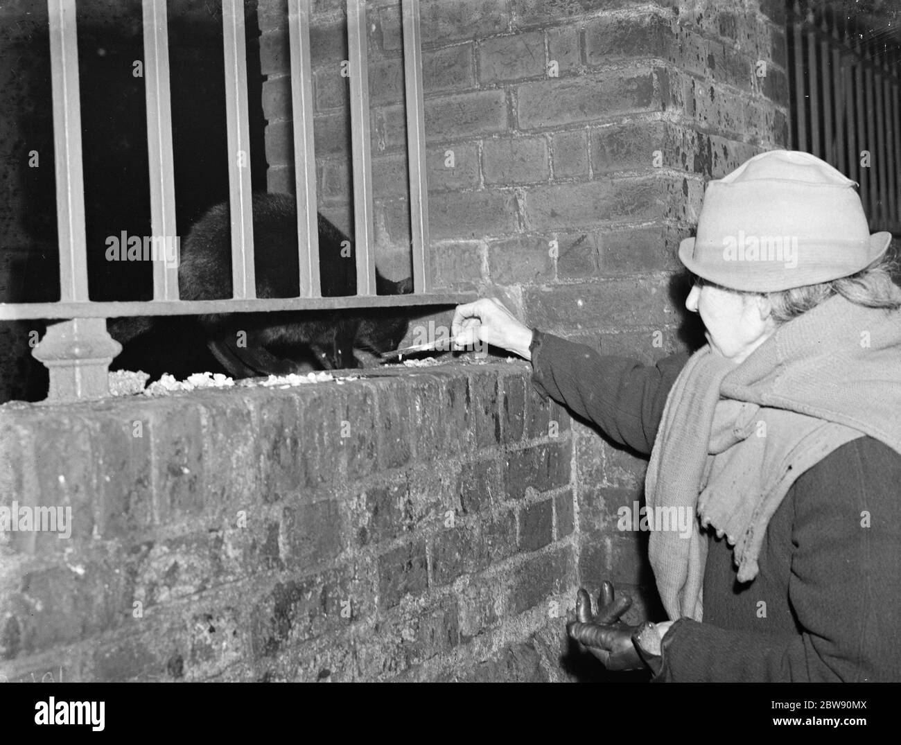 Mrs Smith feeding stray cats . 1939 Stock Photo