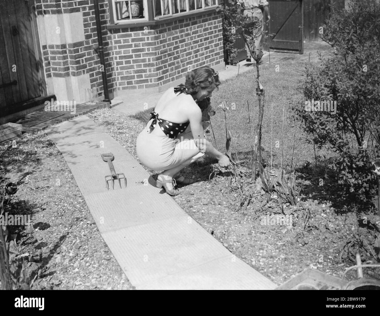 A women in beachwear caching some sun whilst doing the gardening . 1939 . Stock Photo