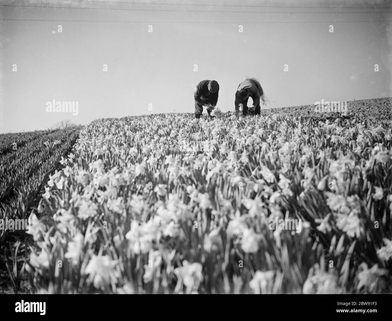 Men picking daffodils at Swanley, Kent for the daffodil harvest . 15 March 1938 Stock Photo