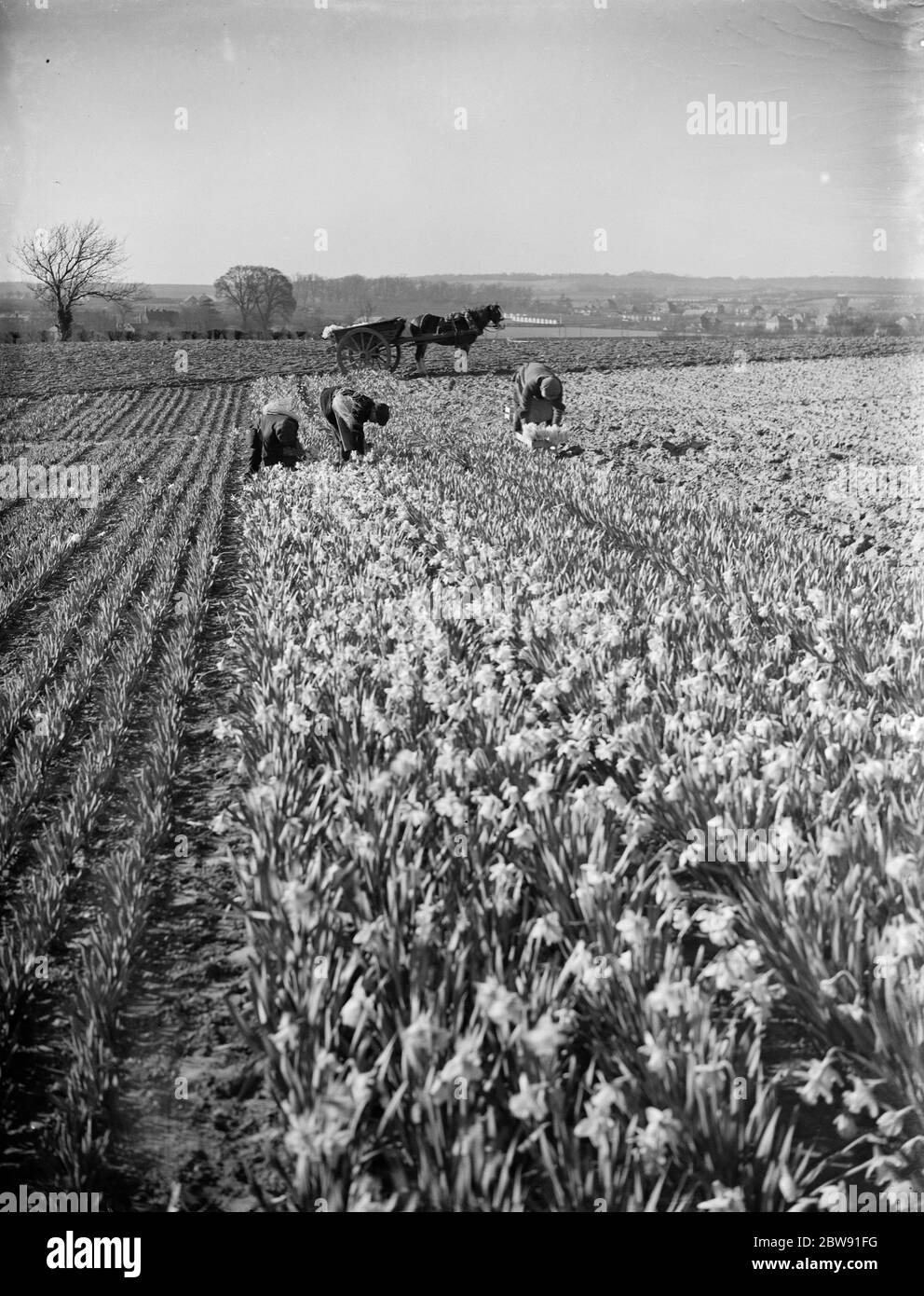 Men picking daffodils in the fields at Swanley for the daffodil harvest . 15 March 1938 Stock Photo