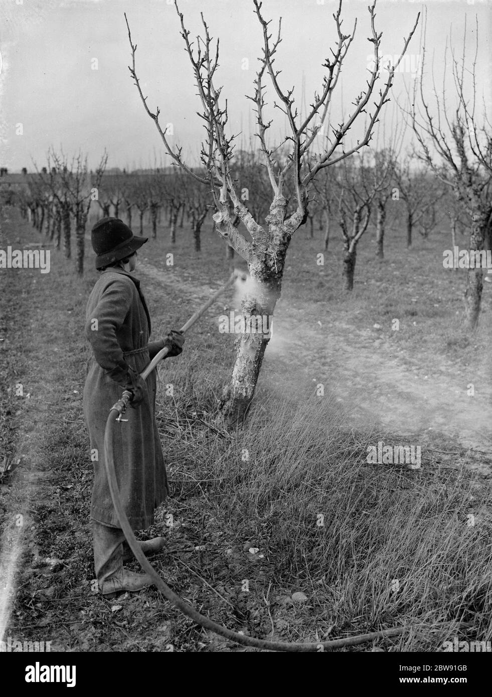 Spraying fruit trees against pests at Farningham , Kent . 1938 Stock Photo