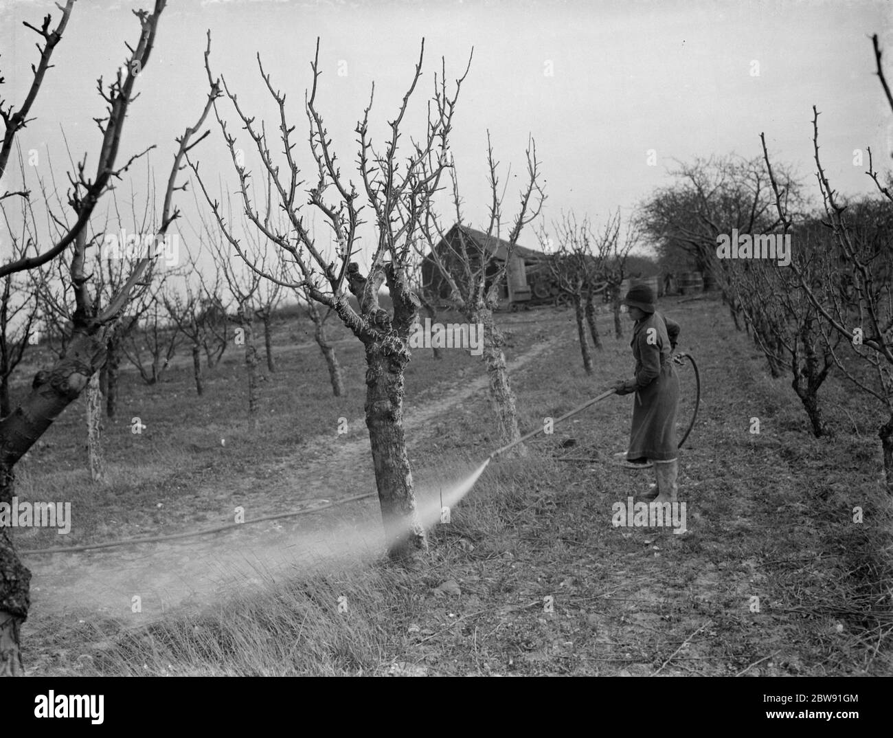 Spraying fruit trees against pests at Farningham , Kent . 1938 Stock Photo