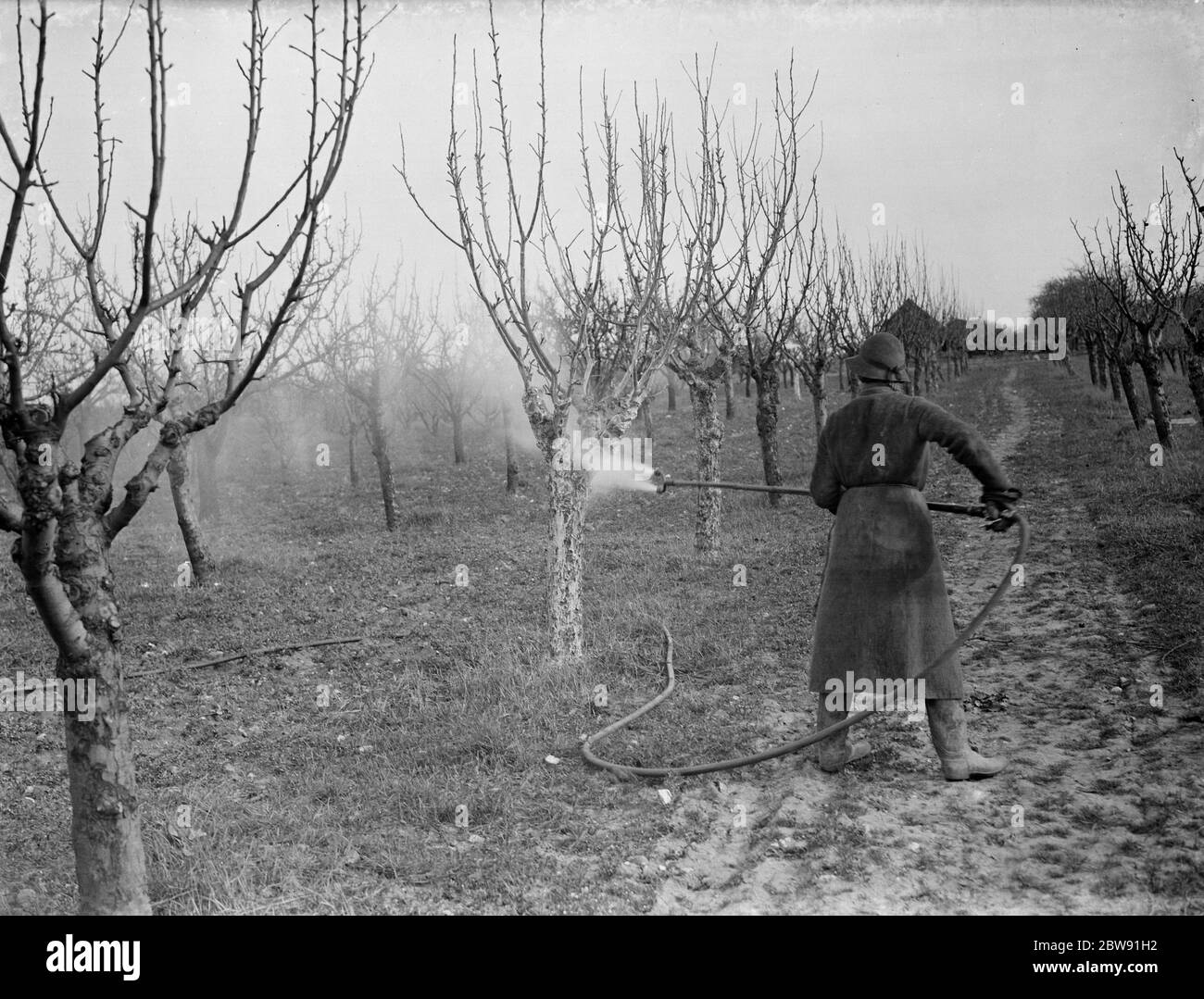 Spraying fruit trees against pests at Farningham , Kent . 1938 Stock Photo