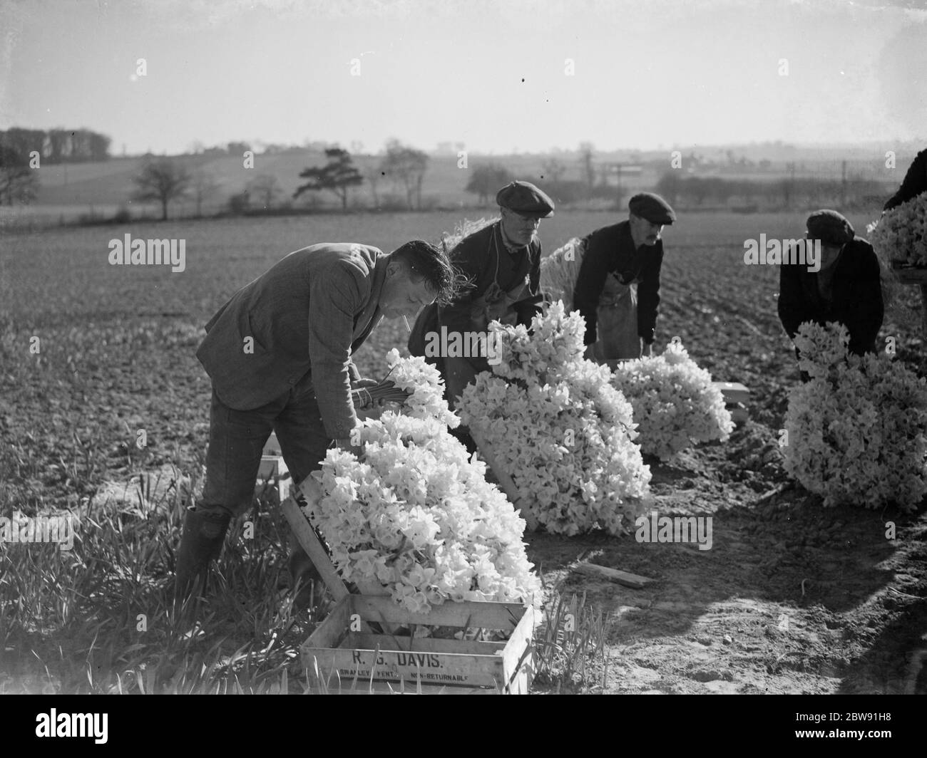 The daffodil harvest at Swanley in Kent . ( bunching ) . 15 March 1938 Stock Photo
