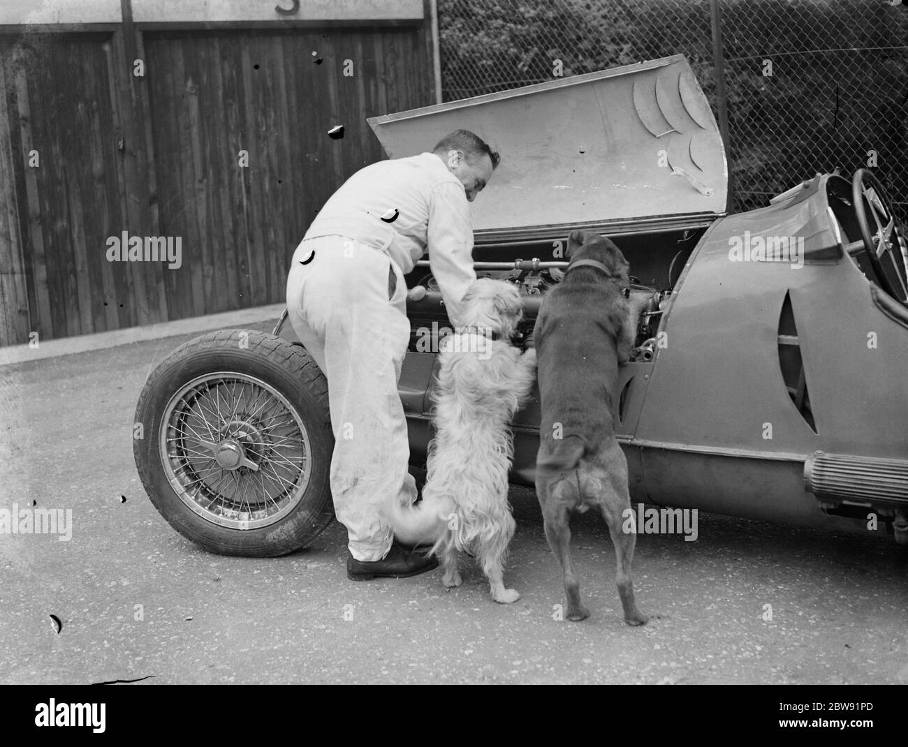 A racing driver and two dogs check the engine of a racing car . 1939 Stock Photo