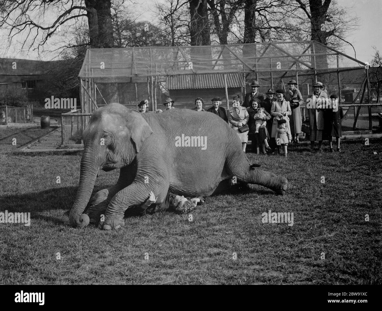 Elephant training , trainer underneath elephant , Maidstone . Kent . 31 March 1938 Stock Photo