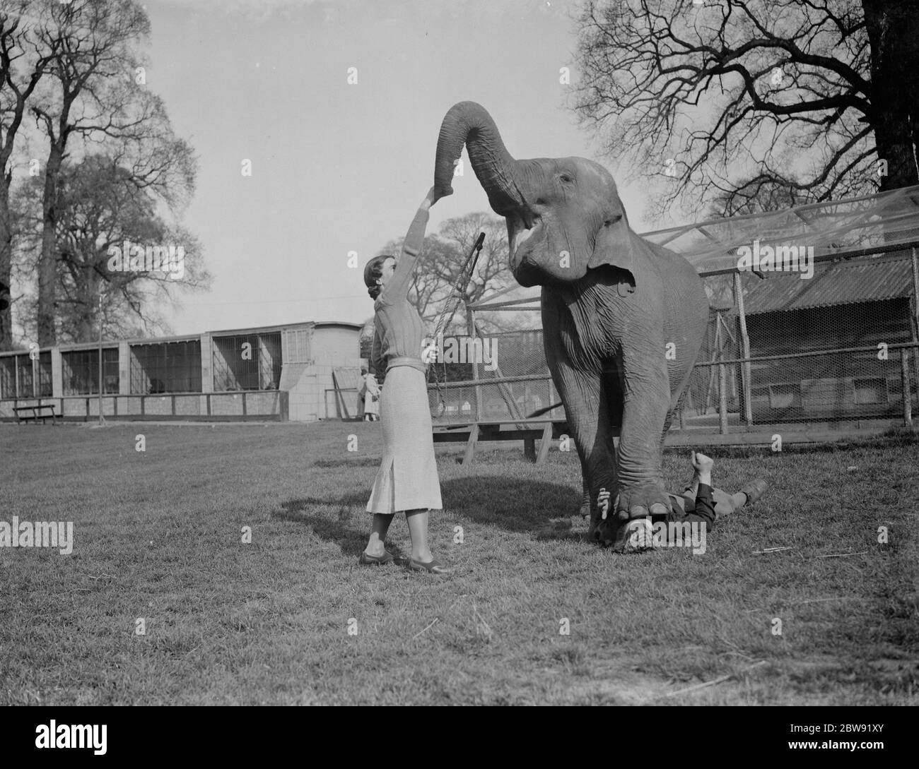 Training an elephant to do circus tricks at Maidstone , Kent . Note the person underneath the elephants foot . 31 March 1938 Stock Photo