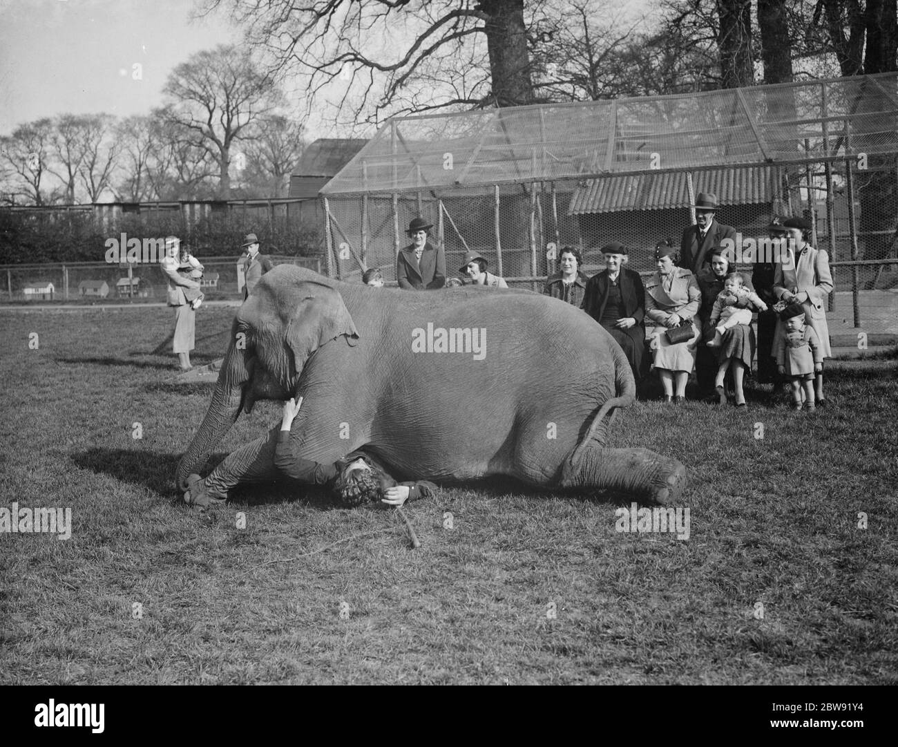 Elephant training , trainer underneath elephant , Maidstone . Kent . 31 March 1938 Stock Photo