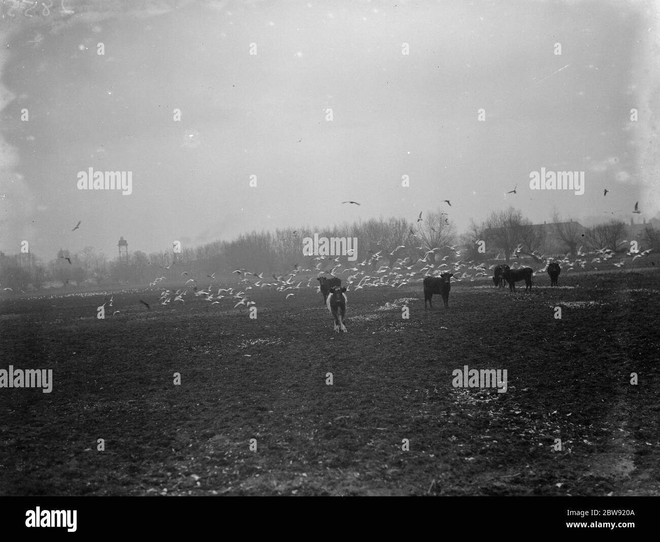 Cows graze while seagulls share the same field to land in New road . 1936 Stock Photo