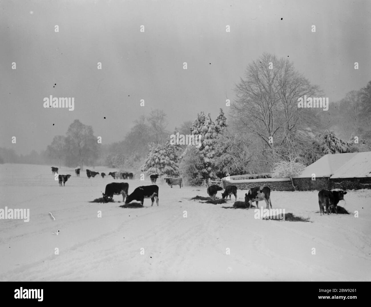 Snow scene in Downe , Kent . Cattle feeding . 1939 Stock Photo
