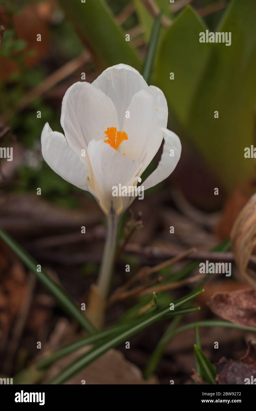 Single white crocus blossom emerging in a spring garden - vertical view Stock Photo