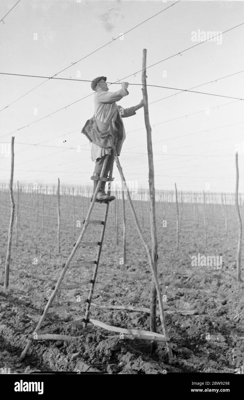 A man on a rickety ladder stringing up the hop poles onto which the hop bines will climb . 1939 Stock Photo