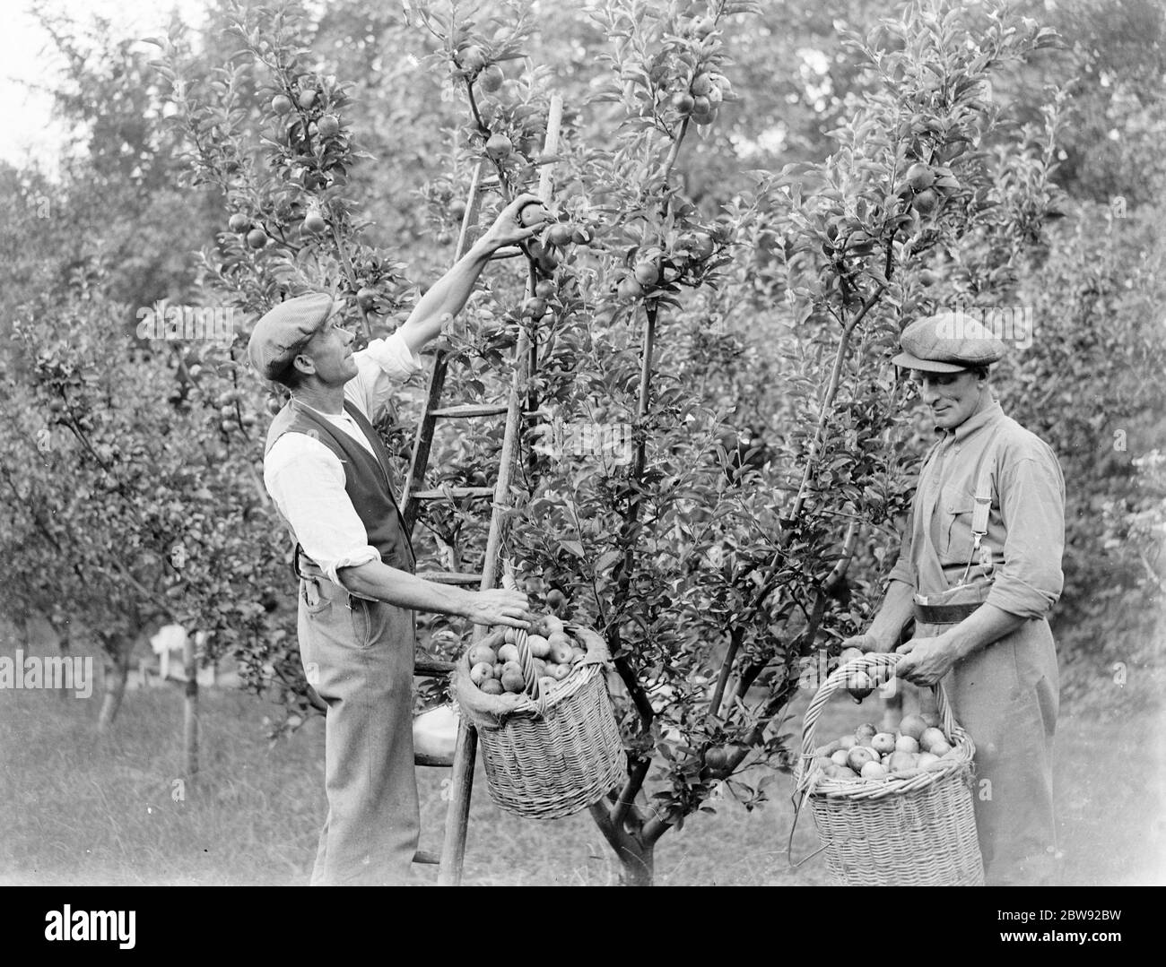 Apple picking in an orchard . 1939 Stock Photo Alamy