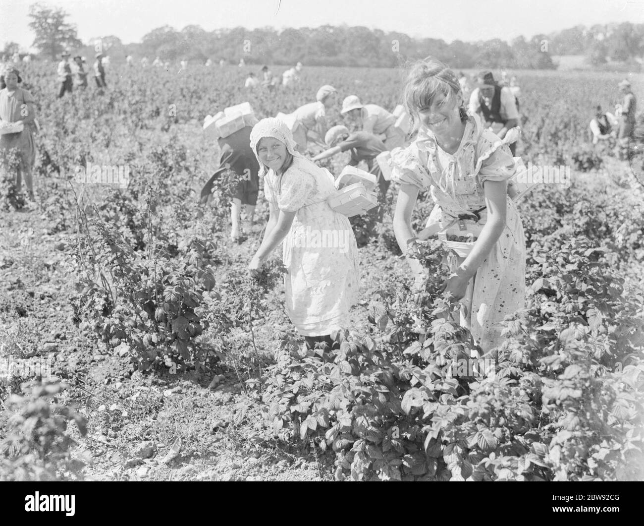 Raspberry pickers in a field . 1939 Stock Photo