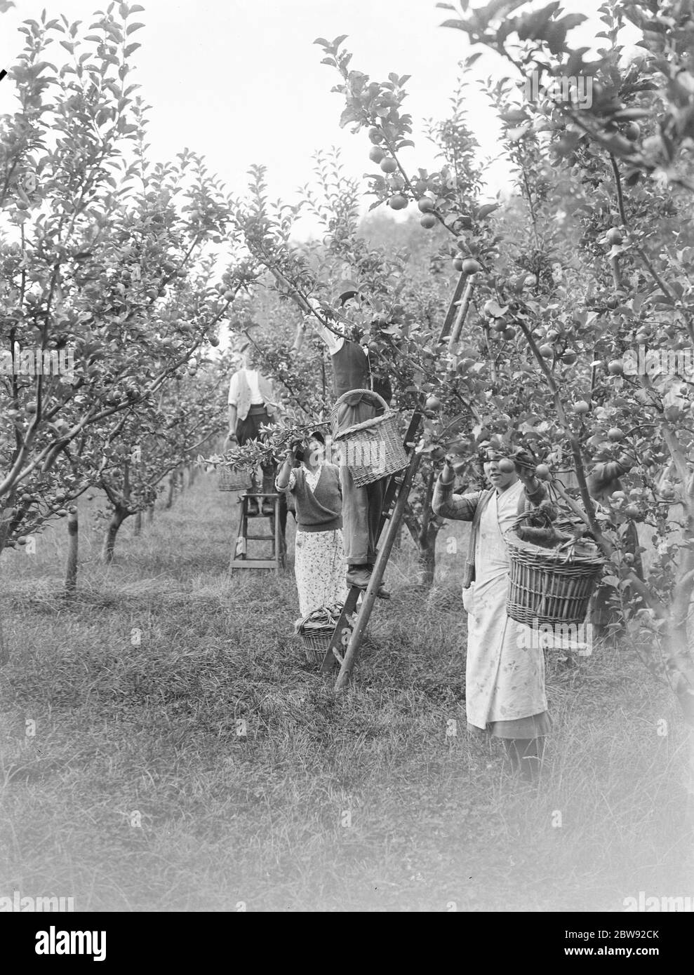 Apple picking in an orchard . 1939 Stock Photo Alamy