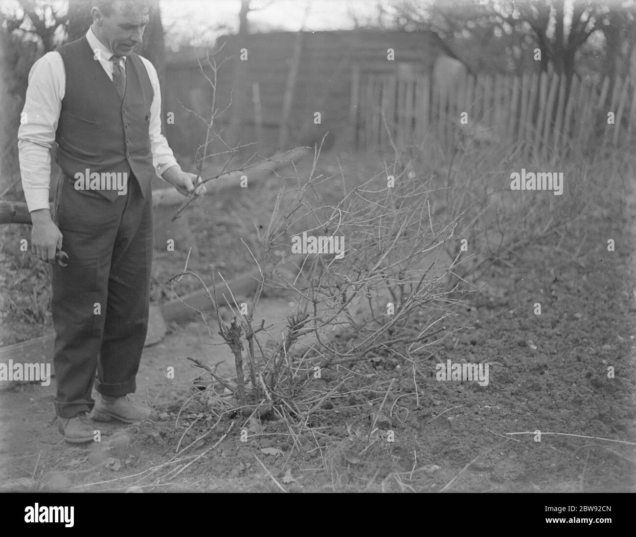 Mr Percy Shaw pruning a bush . . 1939 . Stock Photo