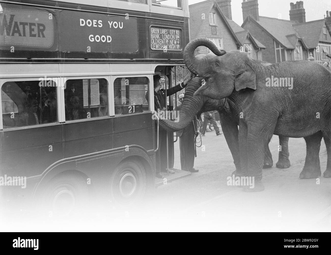 Two Asian elephants meet a London Transport bus . 1939. Stock Photo