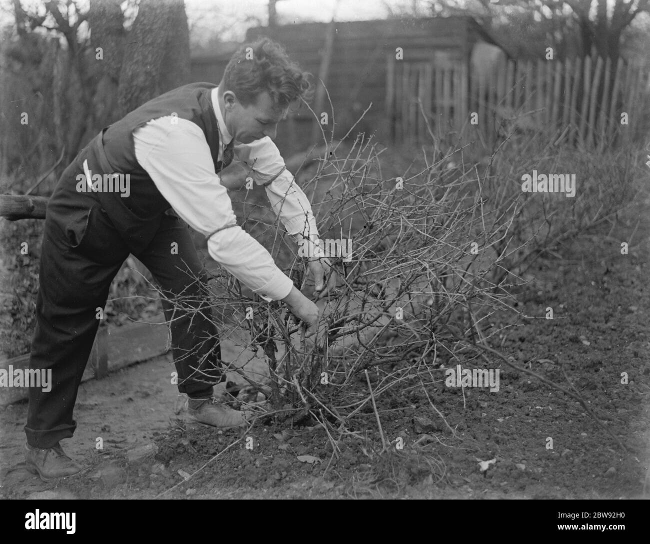 Mr Percy Shaw in the garden pruning a bush . 1939 . Stock Photo