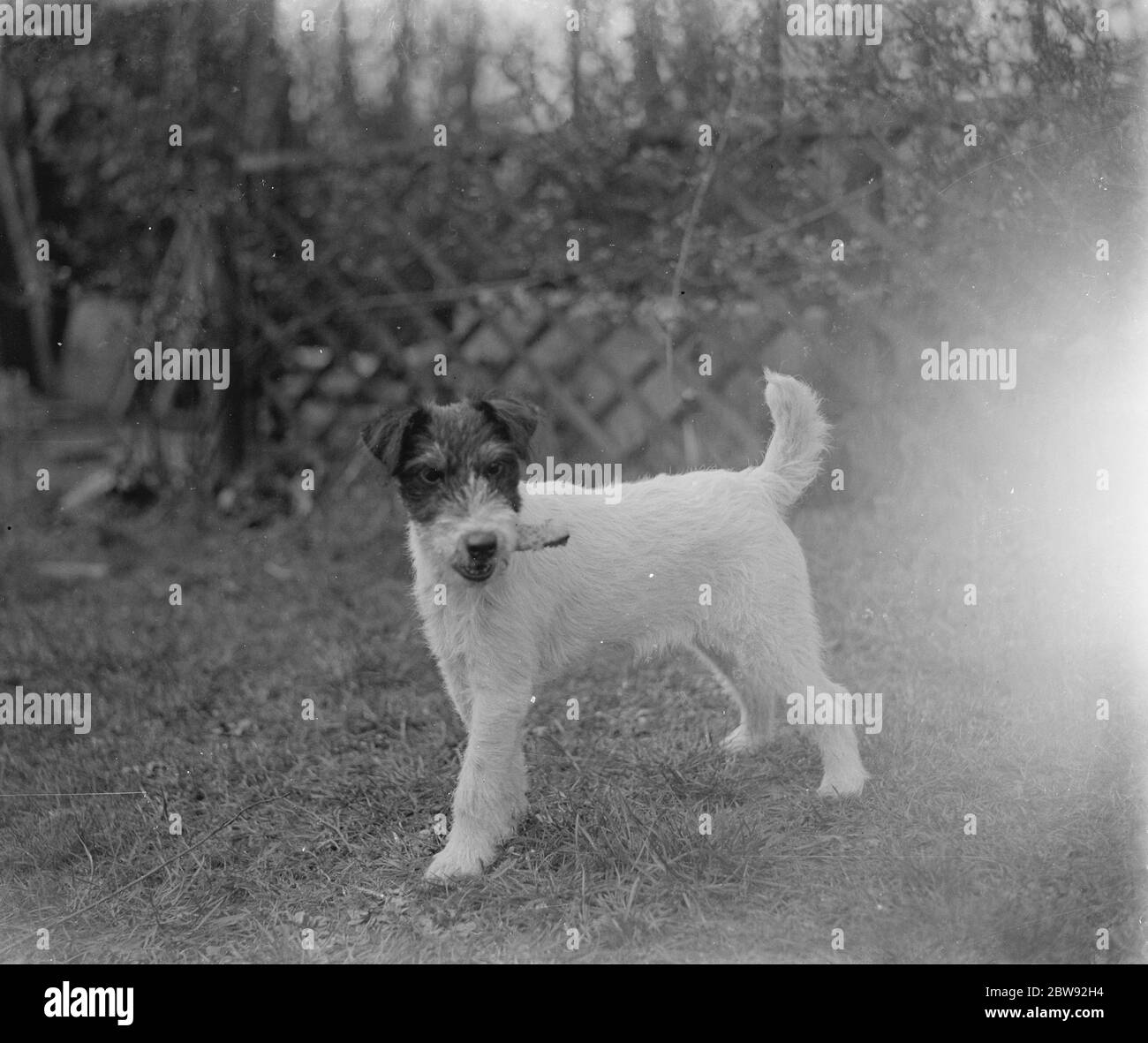 A wire haired terrier called Cinders . 1939 Stock Photo