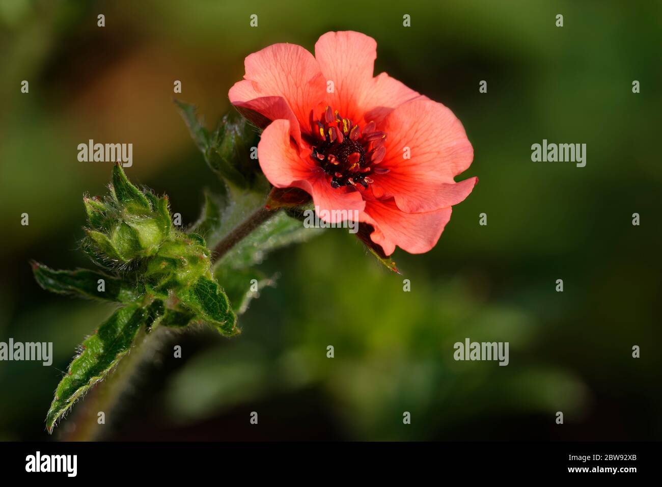 Nepal Cinquefoil - Potentilla nepalensis  Red Potentilla flower & Bud Stock Photo