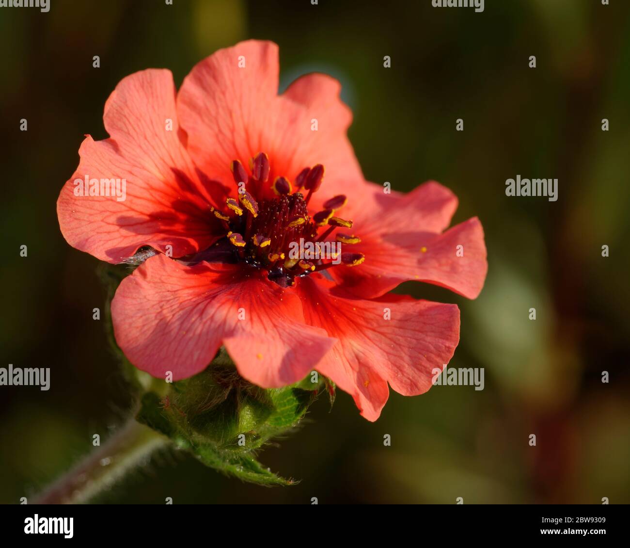 Nepal Cinquefoil - Potentilla nepalensis  Red Potentilla flower Stock Photo