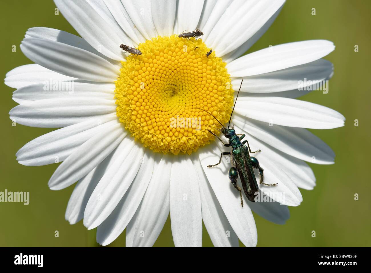 Cockfoot hi-res stock photography and images - Alamy