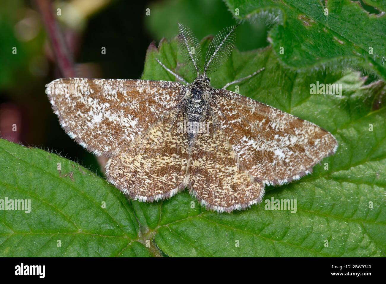 Common Heath - Ematurga atomaria  Male moth on leaf Stock Photo