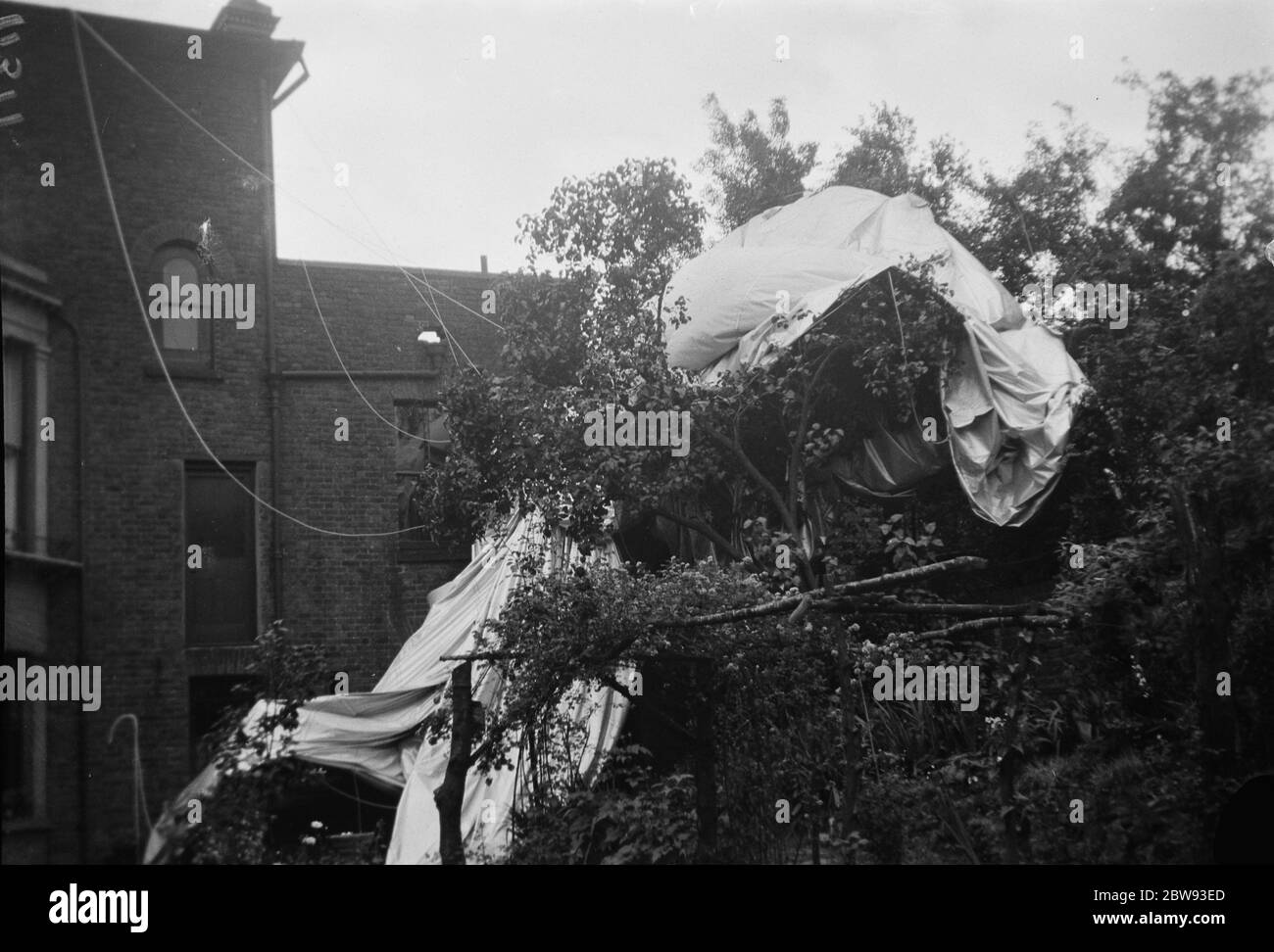 The aftermath following a barrage balloon explosion . The balloon lies in some trees after falling from the sky . 1939 Stock Photo