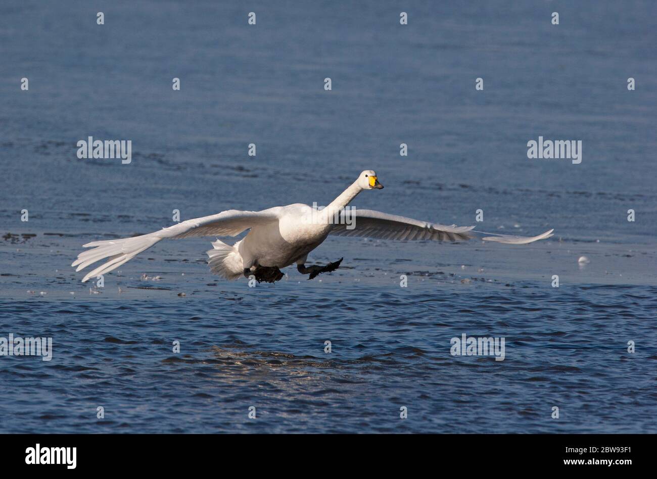 Whooper Swan, Cygnus cygnus, single adult about to land on water.  Taken January. Welney, Norfolk, UK Stock Photo