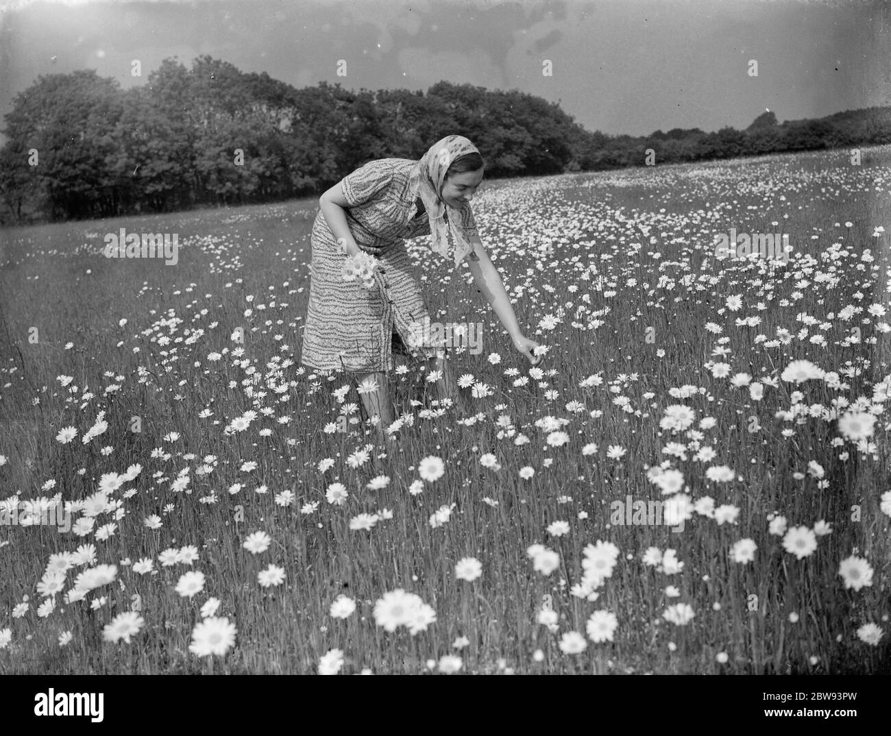 Mrs Muriel Topham junior picking flowers in a field near Meopham , Kent . 1939 Stock Photo