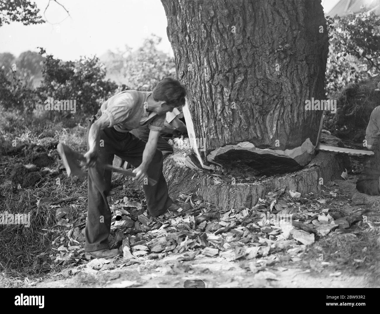 Tree felling in Crayford , Kent . Two men work the tree from one side with a saw whilst an axeman cuts a wedge in order to control the direction of the fall . . 1939 Stock Photo