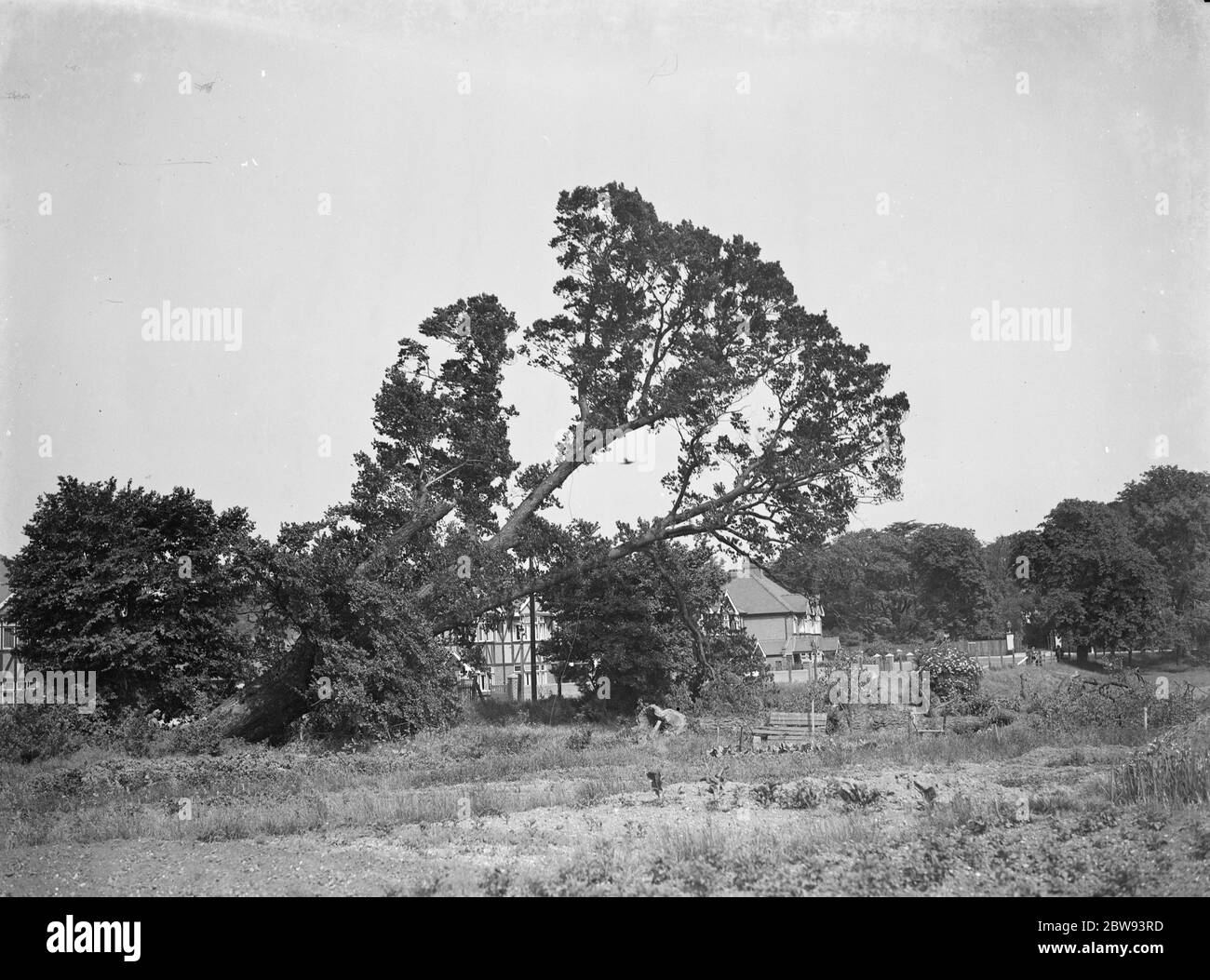 Tree felling in Crayford , Kent . 1939 Stock Photo