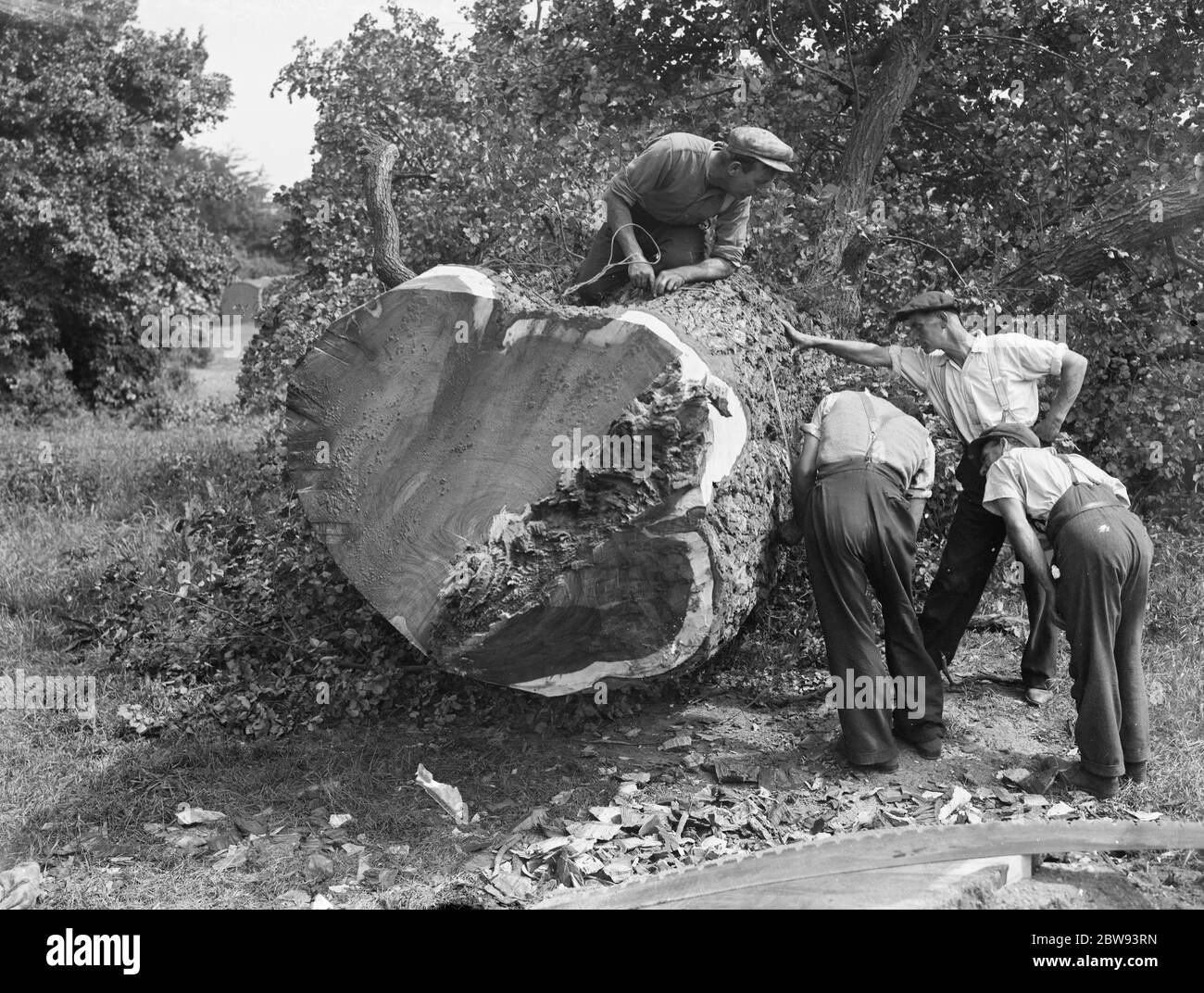 Tree felling in Crayford , Kent . . 1939 Stock Photo