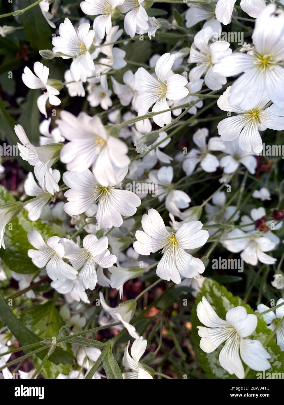 White flowers of Cerastium arvense. Soft selective focus, springtime Stock Photo