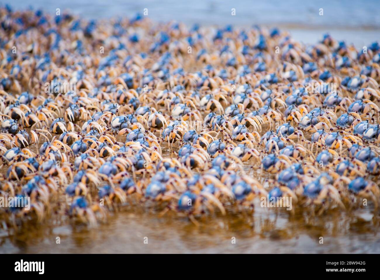 Soldier Crabs on en-masse marching together on Fraser Island, Queensland, Australia. Stock Photo
