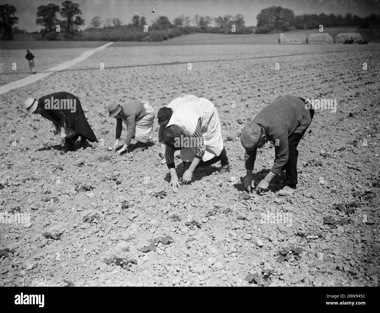 Preserving strawberry plants from drought . 1938 Stock Photo