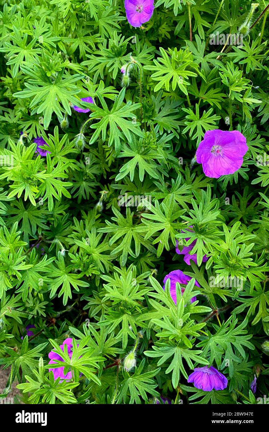 Lilac flowers of Geranium soboliferum in the garden, floral background. Stock Photo