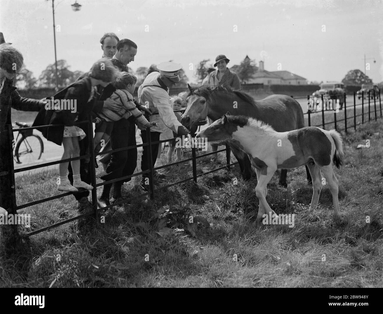 A group feeds a mare and colt in a field by the side of a road in Eltham , Kent . 1938 Stock Photo
