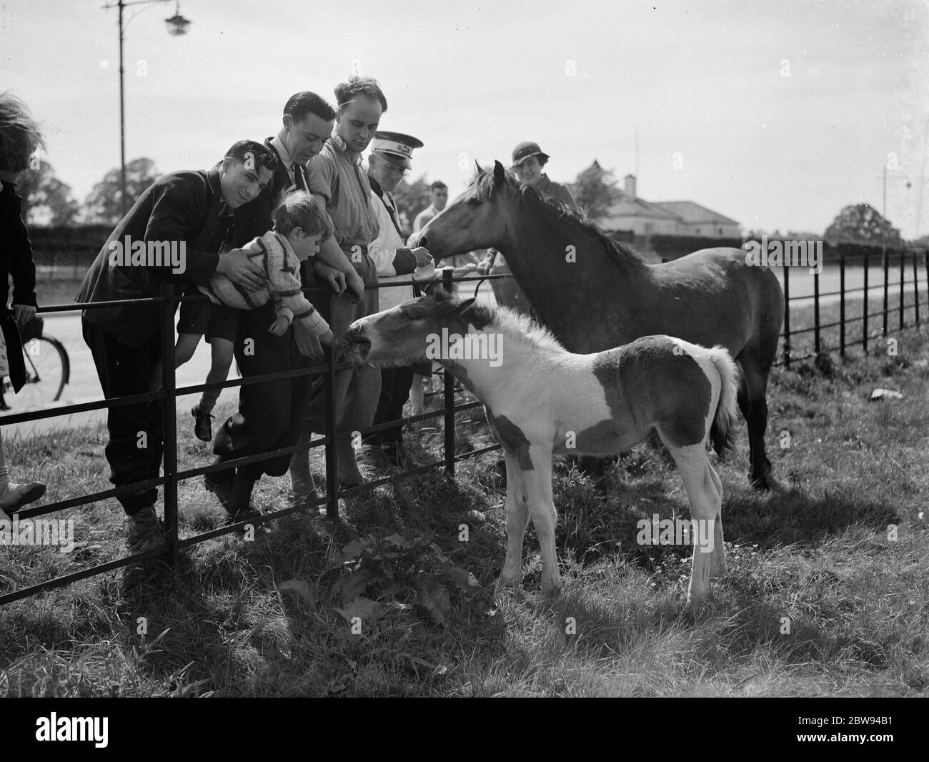 A group feeds a mare and colt in a field by the side of a road in Eltham , Kent . 1938 Stock Photo