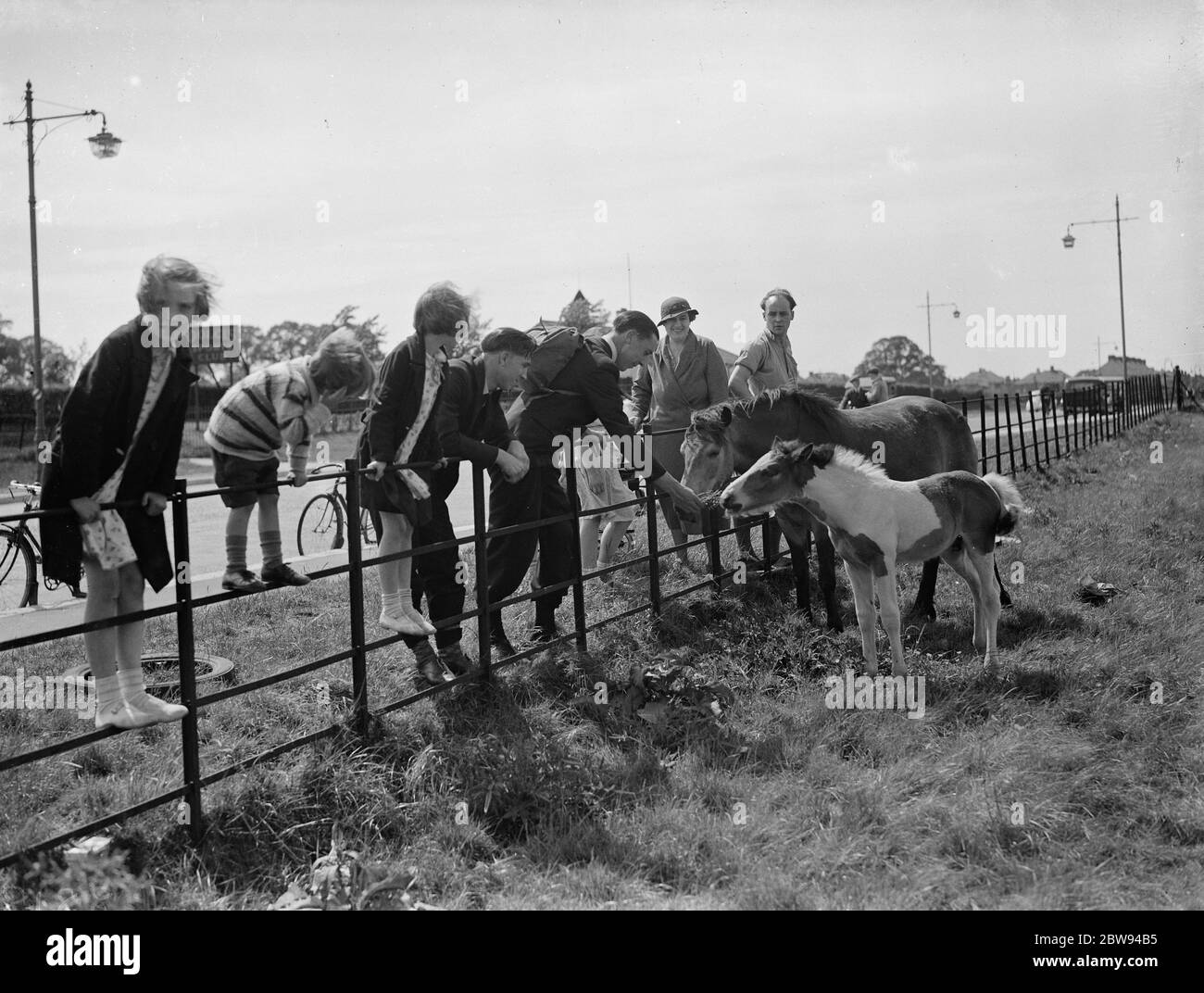 A group feeds a mare and colt in a field by the side of a road in Eltham , Kent . 1938 Stock Photo