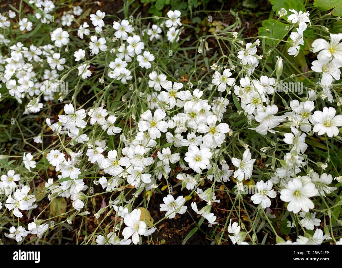 White flowers of Cerastium arvense. Soft selective focus, springtime Stock Photo