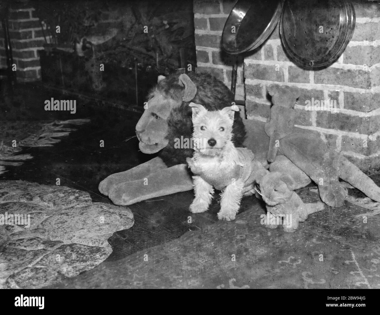 A terrier cuddles up to a toy lion . 1936 Stock Photo